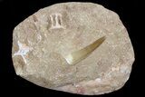Fossil Plesiosaur (Zarafasaura) Tooth In Sandstone - Morocco #70315-1